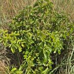 Cordia crenata Habit