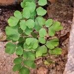 Adiantum raddianum Leaf