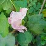 Gossypium herbaceum Fula