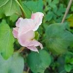 Gossypium herbaceum 花