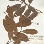 Naucleopsis oblongifolia Yaprak