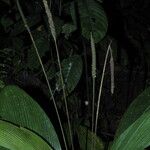 Geonoma macrostachys Хабит