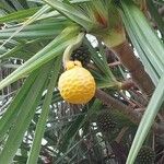 Pandanus utilis Frucht