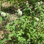 Trifolium montanum Habit