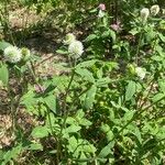 Trifolium montanum Hábito