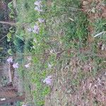 Rhododendron wadanum Cvet