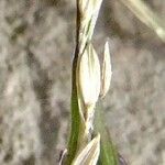 Digitaria ischaemum Fruit