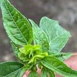 Delilia biflora ᱵᱟᱦᱟ