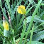 Tulipa sylvestris Květ