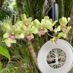 Dendrobium spp. Fiore