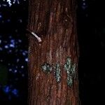 Austrotaxus spicata 树皮