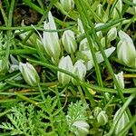 Ornithogalum divergens Flor