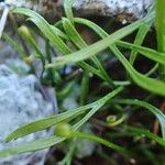 Asplenium septentrionale Lubje