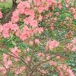 Rhododendron kaempferi Blomst