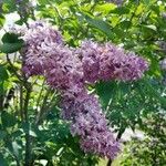 Syringa vulgarisKvět