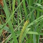 Carex acuta Çiçek