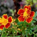 Tagetes tenuifolia Квітка