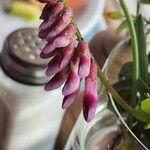 Vicia nigricans Blüte