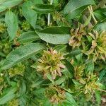 Abelia triflora Квітка