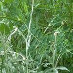 Xeranthemum cylindraceum Fruit