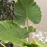 Alocasia brisbanensis Leaf