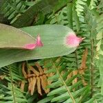 Neoregelia spectabilis Leaf