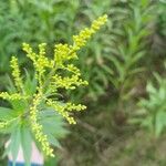 Solidago canadensis花