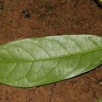 Heisteria parvifolia ഇല