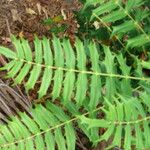 Mahonia aquifolium Folla