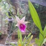 Miltonia regnellii