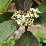 Viburnum rigidum Fleur