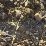 Aristida adscensionis Fruit