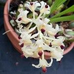 Xylobium variegatum Λουλούδι