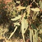 Eucalyptus camaldulensis Deilen