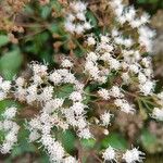 Ageratina ligustrina 花