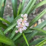 Liriope spicata Flor