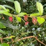 Lonicera involucrata Frunză