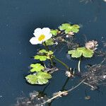 Ranunculus peltatus Flower