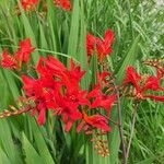 Crocosmia aurea Flor