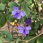 Rotheca myricoides फूल