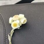 Helichrysum foetidum Blüte