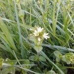 Cerastium glomeratum Fleur