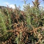 Artemisia herba-alba অভ্যাস