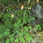 Aquilegia canadensisLehti