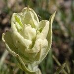 Castilleja sulphurea Цвят