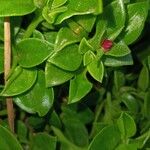 Mesembryanthemum cordifolium Blatt