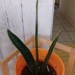 Dracaena stuckyi Yaprak