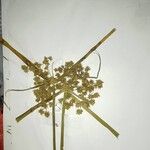 Cyperus difformis Λουλούδι