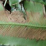 Coniogramme africana Hoja