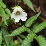 Rubus illecebrosus Цветок